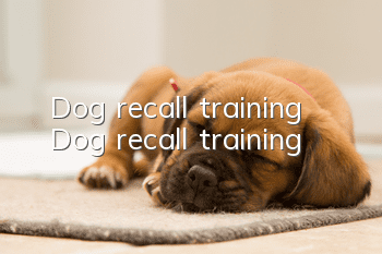 Dog recall training Dog recall training