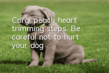 Corgi peach heart trimming steps. Be careful not to hurt your dog!
