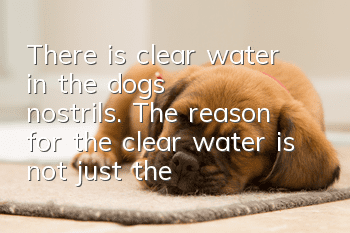 There is clear water in the dog's nostrils. The reason for the clear water is not just the cold!