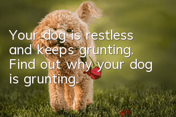 Your dog is restless and keeps grunting. Find out why your dog is grunting.