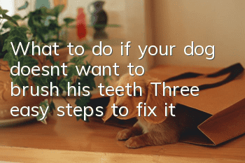 What to do if your dog doesn’t want to brush his teeth? Three easy steps to fix it