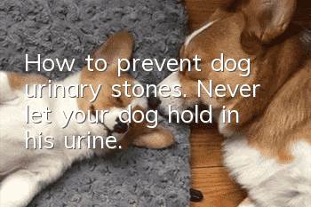 How to prevent dog urinary stones. Never let your dog hold in his urine.