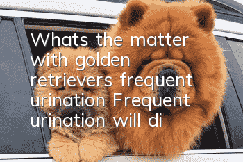 What’s the matter with golden retrievers’ frequent urination? Frequent urination will directly affect the dog’s health!