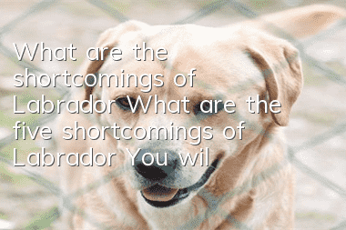 What are the shortcomings of Labrador? What are the five shortcomings of Labrador? You will regret it after reading this!