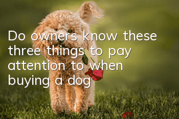 Do owners know these three things to pay attention to when buying a dog?