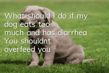 What should I do if my dog eats too much and has diarrhea? You shouldn’t overfeed your dog in the first place!