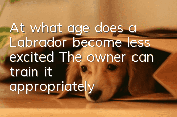 At what age does a Labrador become less excited? The owner can train it appropriately!