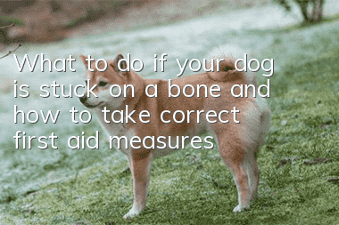 What to do if your dog is stuck on a bone and how to take correct first aid measures
