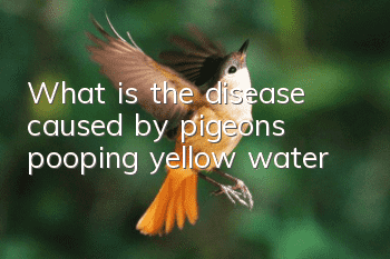 What is the disease caused by pigeons pooping yellow water?