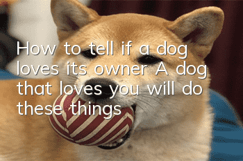 How to tell if a dog loves its owner? A dog that loves you will do these things