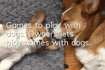 Games to play with dogs. Owners, let’s play games with dogs.