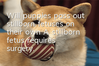 Will puppies pass out stillborn fetuses on their own? A stillborn fetus requires surgery.