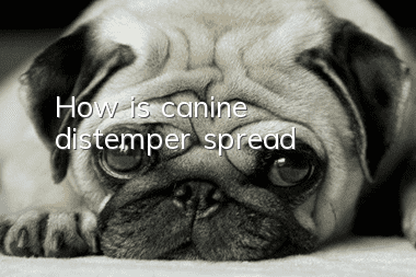 How is canine distemper spread?