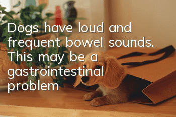 Dogs have loud and frequent bowel sounds. This may be a gastrointestinal problem!
