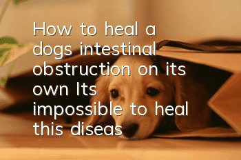 How to heal a dog's intestinal obstruction on its own? It's impossible to heal this disease on its own. It's not that magical.