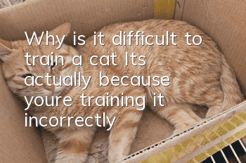 Why is it difficult to train a cat? It’s actually because you’re training it incorrectly!