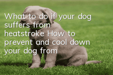 What to do if your dog suffers from heatstroke? How to prevent and cool down your dog from heatstroke?