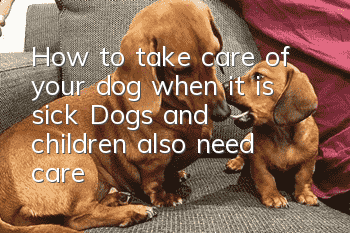 How to take care of your dog when it is sick? Dogs and children also need care!