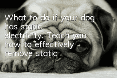 What to do if your dog has static electricity. Teach you how to effectively remove static electricity.