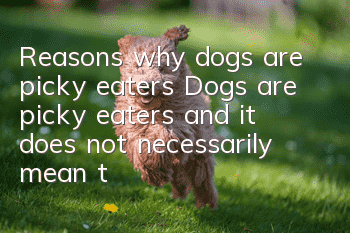 Reasons why dogs are picky eaters Dogs are picky eaters and it does not necessarily mean they are picky eaters