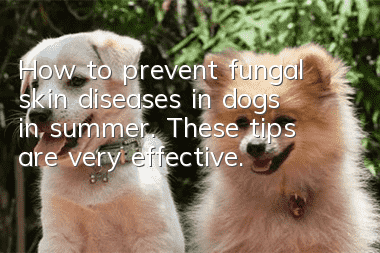 How to prevent fungal skin diseases in dogs in summer. These tips are very effective.