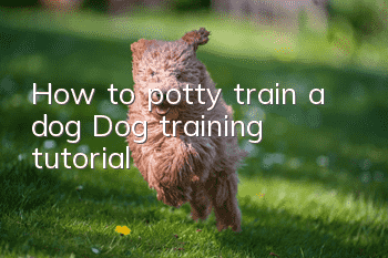 How to potty train a dog? Dog training tutorial!