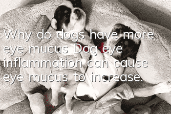 Why do dogs have more eye mucus? Dog eye inflammation can cause eye mucus to increase.