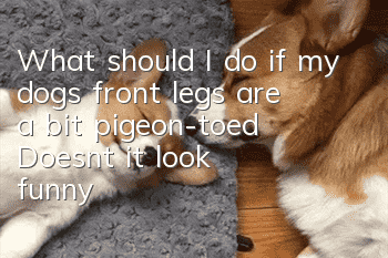 What should I do if my dog’s front legs are a bit pigeon-toed? Doesn’t it look funny?