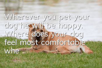 Wherever you pet your dog, he will be happy. Where does your dog feel most comfortable when being petted?
