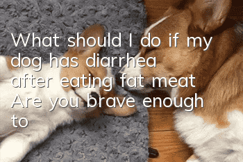 What should I do if my dog has diarrhea after eating fat meat? Are you brave enough to give your dog some fat?