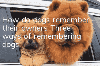 How do dogs remember their owners? Three ways of remembering dogs