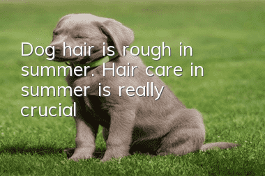 Dog hair is rough in summer. Hair care in summer is really crucial!
