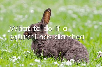 What to do if a squirrel has diarrhea