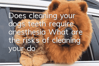 Does cleaning your dog’s teeth require anesthesia? What are the risks of cleaning your dog’s teeth?
