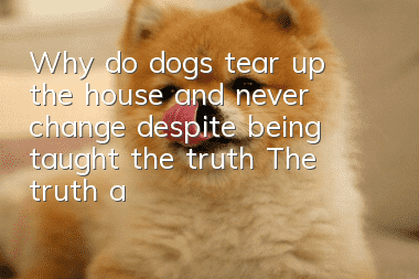 Why do dogs tear up the house and never change despite being taught the truth? The truth about dogs tearing up the house