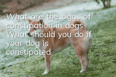 What are the signs of constipation in dogs? What should you do if your dog is constipated?