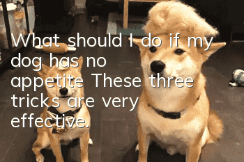 What should I do if my dog has no appetite? These three tricks are very effective.
