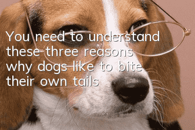 You need to understand these three reasons why dogs like to bite their own tails