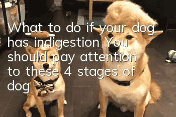 What to do if your dog has indigestion? You should pay attention to these 4 stages of dog indigestion