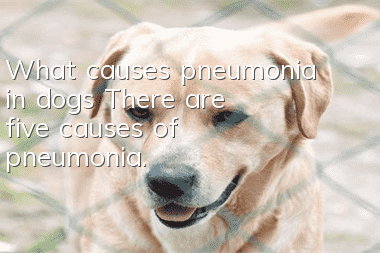 What causes pneumonia in dogs? There are five causes of pneumonia.