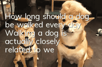 How long should a dog be walked every day? Walking a dog is actually closely related to weight!
