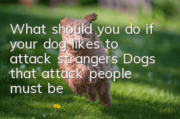 What should you do if your dog likes to attack strangers? Dogs that attack people must be corrected in time!