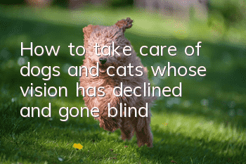 How to take care of dogs and cats whose vision has declined and gone blind