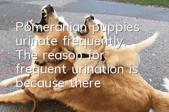 Pomeranian puppies urinate frequently. The reason for frequent urination is because there is something wrong with your care!