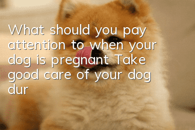 What should you pay attention to when your dog is pregnant? Take good care of your dog during pregnancy!