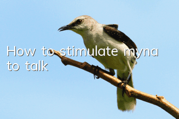 How to stimulate myna to talk