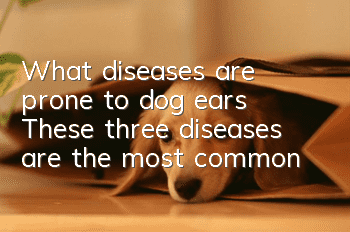What diseases are prone to dog ears? These three diseases are the most common