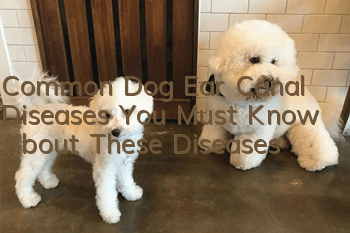 Common Dog Ear Canal Diseases You Must Know About These Diseases