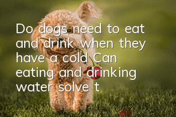 Do dogs need to eat and drink when they have a cold? Can eating and drinking water solve the problem when they have a cold?
