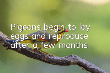 Pigeons begin to lay eggs and reproduce after a few months